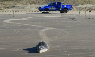 ANIMAIS MARINHOS : Espécie rara de foca-leopardo encontrada em São José do Norte