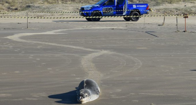 ANIMAIS MARINHOS : Espécie rara de foca-leopardo encontrada em São José do Norte