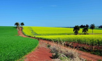 EMATER/RS  : Culturas de inverno em bom desenvolvimento no Estado