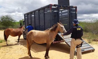 PRF leiloa animais resgatados em rodovias