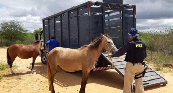 PRF leiloa animais resgatados em rodovias