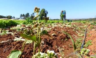 AJUDA DO GOVERNO : Garantia-Safra atende pequenos agricultores familiares que sofreram com seca ou estiagem