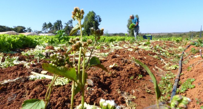 AJUDA DO GOVERNO : Garantia-Safra atende pequenos agricultores familiares que sofreram com seca ou estiagem