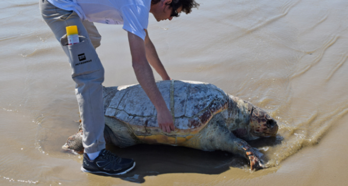 29 tartarugas-verdes são resgatadas pelo Projeto Pinípedes do Sul