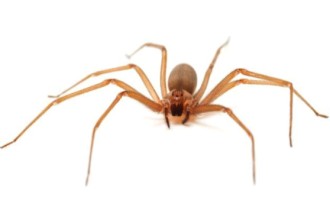 Altas temperaturas requerem maior prevenção de acidentes com a aranha-marrom