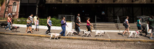ENCONTRO reuniu cães do Canil Municipal e adotados