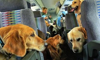 Passageiros de ônibus intermunicipais poderão viajar com pets sem pagar tarifa extra