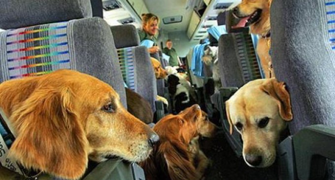 Passageiros de ônibus intermunicipais poderão viajar com pets sem pagar tarifa extra