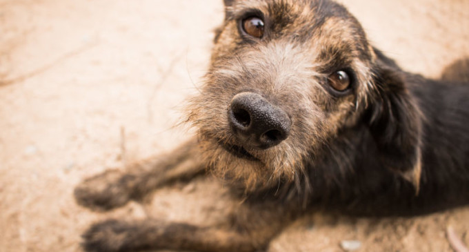 Canil Municipal tem 60 cães à espera de um lar