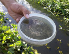 Combate ao mosquito Aedes durante a pandemia