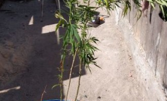 FLAGRANTE : Homem é preso pelo plantio de maconha