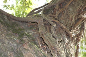 'TRONCOS-raízes' da erva-de-passarinho são seccionados 