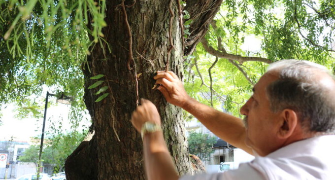 PRAÇA CORONEL PEDRO OSÓRIO : Prefeitura combate parasita de árvores