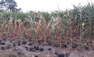 Pelotas decreta situação de emergência pela estiagem