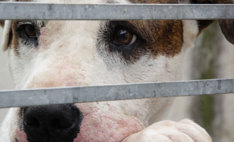 Diminuem as adoções no Canil Municipal