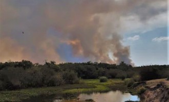 Incêndio assusta moradores de Capão do Leão e Pelotas
