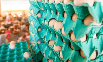 OVOS : Aumenta procura e preços