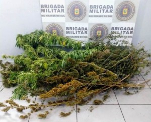 Plantio de maconha foi descoberto pela BM