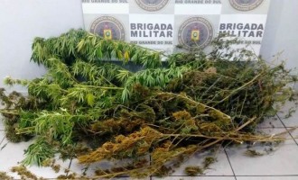 TRÁFICO :  Pé de maconha é apreendido pela BM