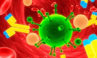 COVID-19: Estudo indica que maioria de infectados cria anticorpos