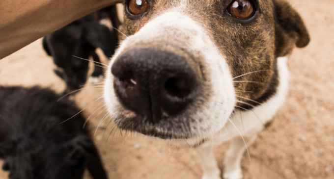 Canil Municipal tem 56 cães disponíveis para adoção responsável