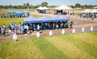 CAPÃO DO LEÃO :  Próxima Abertura Oficial da Colheita do Arroz será novamente na Embrapa
