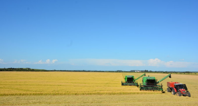 O que justifica a alta produtividade de arroz no Sul do Brasil?