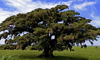 Junho Ambiental apresenta poemas sobre a mata nativa