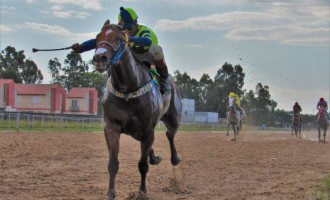 Fort Red é o campeão dos animais na Tablada