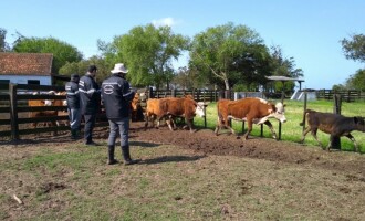 PROGRAMA SENTINELA    : Fiscalizados cerca de 15 mil animais em dois meses nos municípios de fronteira