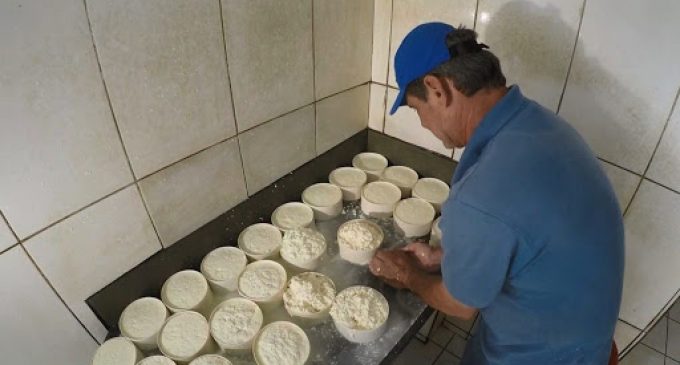Projeto regulariza produção de  queijos artesanais