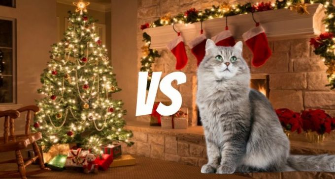 MEU AMIGO PET :  Gatos x Árvore de Natal