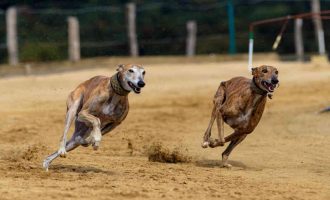 Governador assina decreto que proíbe corridas de cães e envia PL que consolida proteção aos animais