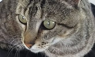 Gatil Municipal trata gatos de rua doentes