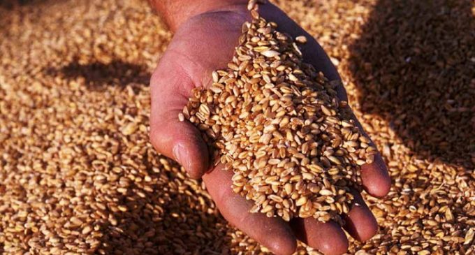 IBGE  : Safra de grãos deve ser recorde