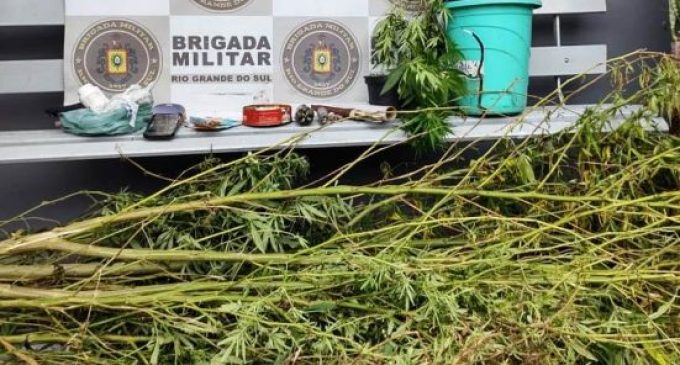 Pés de maconha foram apreendidos no Jardim América