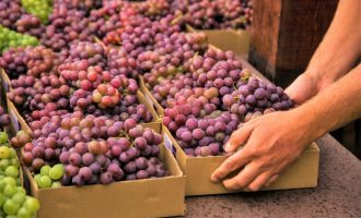 Feira Municipal da Uva começa nesta sexta-feira