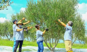 AZEITONAS DE PELOTAS : Olival Dom Feliciano inicia a primeira colheita