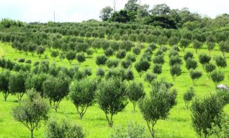 Produção de azeite de oliva cresce 29% no Estado