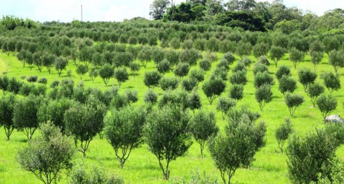Agroindústria familiar investe na olivicultura em Pelotas