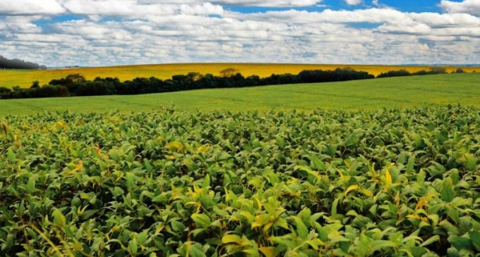AGRICULTURA : Governo do Estado projeta que safra de verão terá colheita de 24,6 milhões de toneladas
