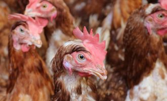 Secretaria da Agricultura mantém vigilância para evitar entrada da gripe aviária no RS. Doença já está confirmada no Uruguai e na Argentina