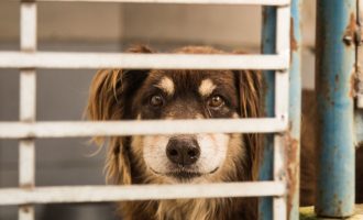 Combate aos maus-tratos de animais ganha força na cidade