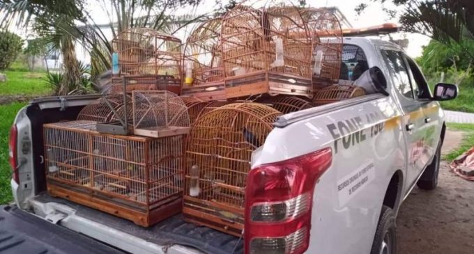 MORRO REDONDO  : Criação ilegal de aves silvestres é flagrada