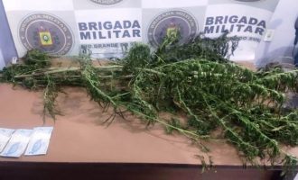 BRIGADA  : Plantio de maconha no Porto