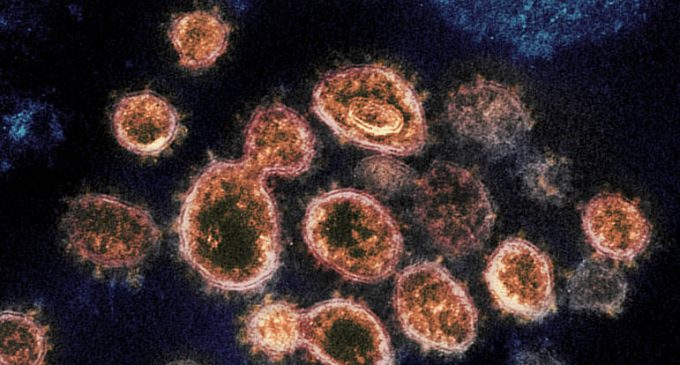 Estudo genômico do coronavírus detecta variante do Reino Unido em Pelotas