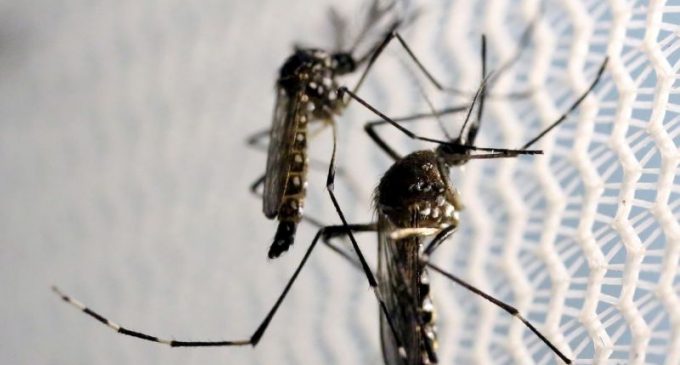 Confirmado terceiro óbito por dengue no Rio Grande do Sul em 2023