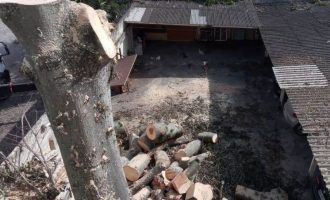 MEIO AMBIENTE : Moradora contesta a derrubada de árvore nativa em condomínio