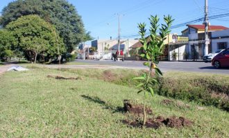 Unimed planta 50 árvores em Pelotas