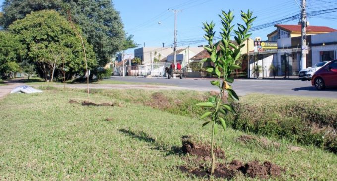 Unimed planta 50 árvores em Pelotas